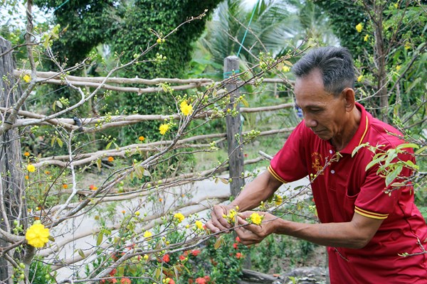 Độc đáo cổng tam quan bằng cây xanh ở huyện An Minh, Kiên Giang - Anh 7