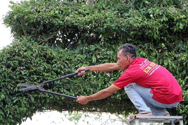 Độc đáo cổng tam quan bằng cây xanh ở huyện An Minh, Kiên Giang - Anh 3