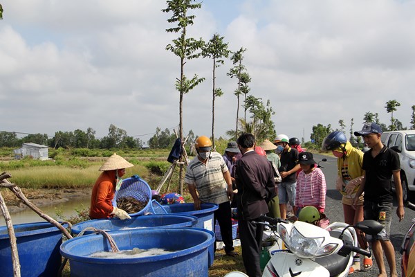 Kiên Giang: Nhộn nhịp thu hoạch tôm càng xanh mùa Tết - Anh 6