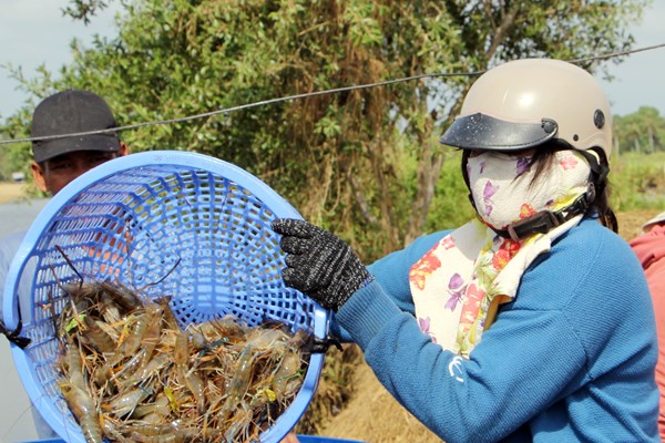 Kiên Giang: Nhộn nhịp thu hoạch tôm càng xanh mùa Tết - Anh 3