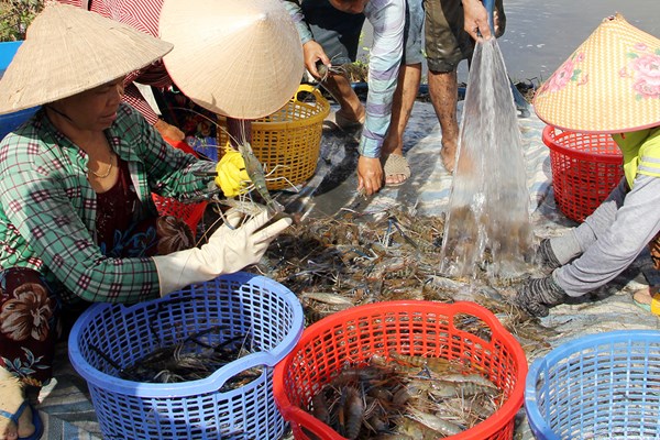Kiên Giang: Nhộn nhịp thu hoạch tôm càng xanh mùa Tết - Anh 1