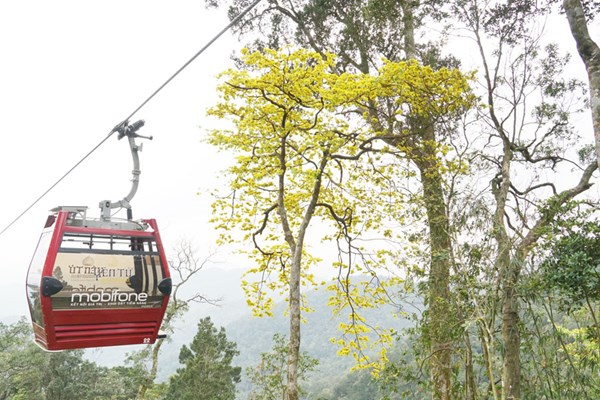 Đại lão Mai vàng bung nở nơi cõi thiêng Yên Tử - Anh 6