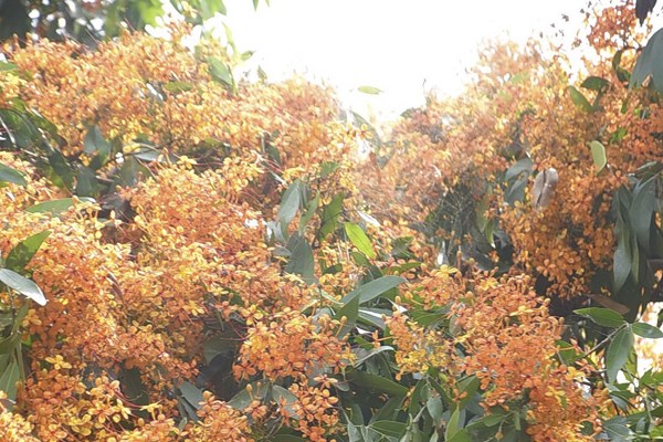 Hoa Trang rực rỡ núi rừng Tà Má hút khách du lịch - Anh 2