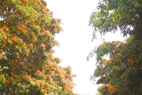 Hoa Trang rực rỡ núi rừng Tà Má hút khách du lịch - Anh 1