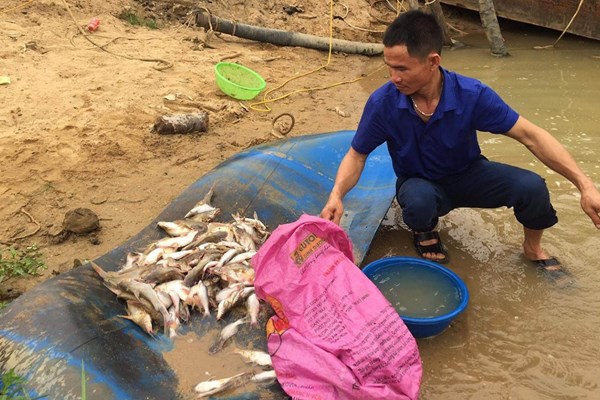 Đâu là nguyên nhân cá chết hàng loạt trên sông Con? - Anh 1