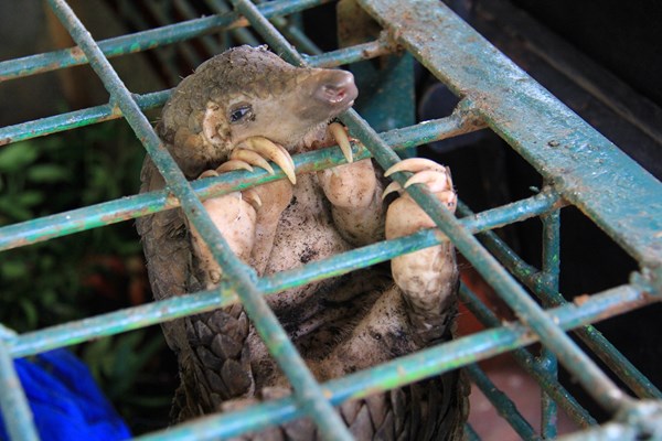Quang Đăng sáng tạo điệu nhảy kêu gọi bảo vệ tê tê - Anh 2