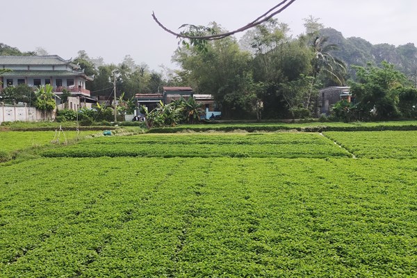 Nạo vét, khơi thông và xây kè sông Cổ Cò Quảng Nam - Đà Nẵng: Nguy cơ bờ kè phá vỡ cảnh quan, sinh thái - Anh 1