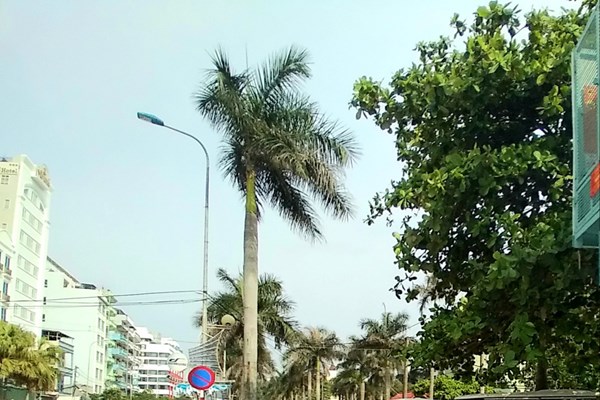 Thanh Hóa: Du lịch Sầm Sơn ‘đóng băng’ vì đại dịch Covid-19 - Anh 8