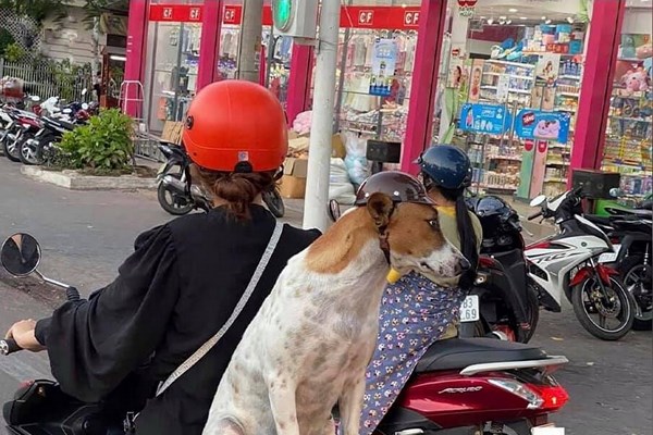 Từ những vụ chó tấn công người gây tử vong: Phớt lờ những cảnh báo nguy hiểm - Anh 1
