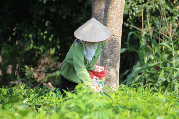 Chuyện về cây cà phê ở Ba Vì (Bài cuối): Đồn điền 