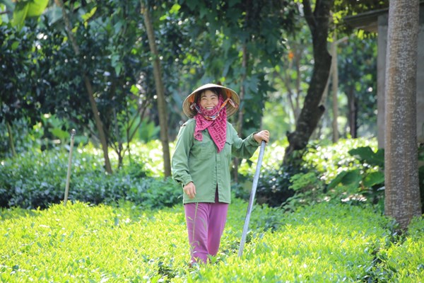 Chuyện về cây cà phê ở Ba Vì (Bài cuối): Đồn điền 