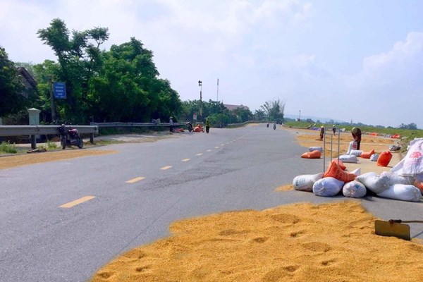 Tái diễn việc lấn chiếm lòng, lề đường làm sân phơi lúa - Anh 1