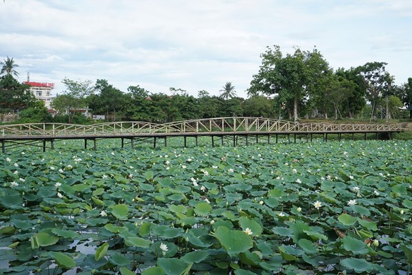 “Hồi sinh” sen trắng cho cảnh quan Huế - Anh 2
