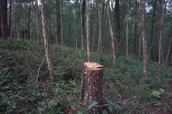 Khởi tố cán bộ bảo vệ rừng và nhóm đối tượng khai thác rừng trái phép - Anh 2