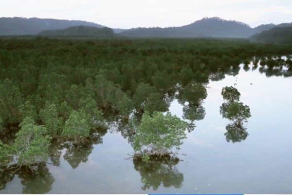 UNESCO thêm các đảo ở Tây Nam Nhật bản vào danh sách Di sản Thế giới - Anh 1