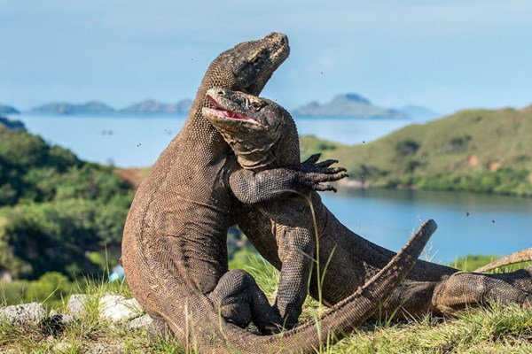 Indonesia: Dự án “Công viên kỷ Jura” đang đi đúng hướng bất chấp cảnh báo của UNESCO - Anh 1