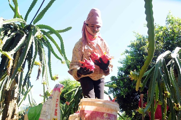 Sơn La xuất khẩu 10 tấn thanh long ruột đỏ sang Liên bang Nga - Anh 1