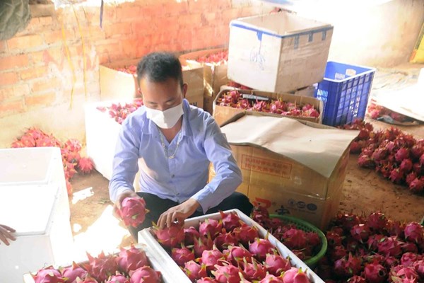 Sơn La xuất khẩu 10 tấn thanh long ruột đỏ sang Liên bang Nga - Anh 2