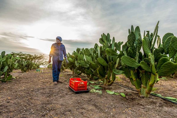 Bên trong nông trại hữu cơ làm nên những sản phẩm Amway chất lượng - Anh 1