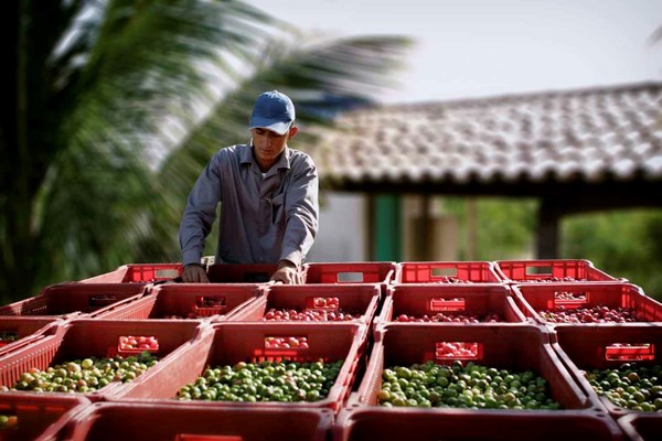 Bên trong nông trại hữu cơ làm nên những sản phẩm Amway chất lượng - Anh 3