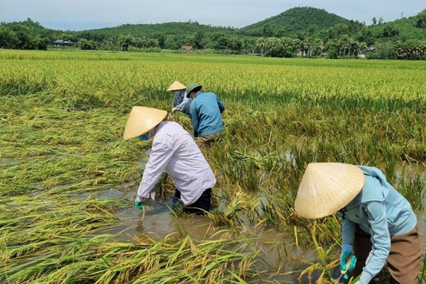Thanh Hóa: Cán bộ công chức, công an, bộ đội giúp dân gặt lúa chạy bão - Anh 4