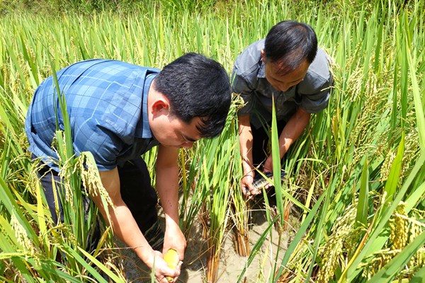 Tả Sử Choóng mùa vàng no ấm - Anh 3