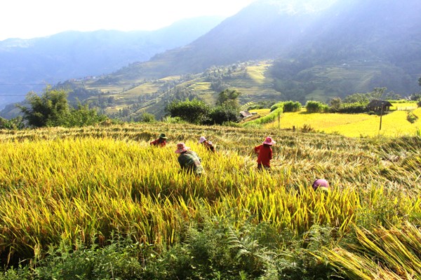 Tả Sử Choóng mùa vàng no ấm - Anh 6