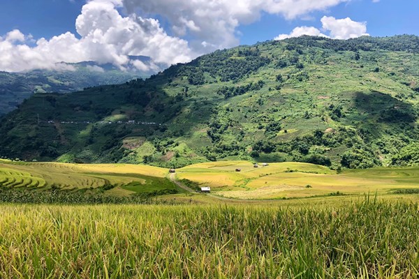 Lào Cai: Thung lũng ruộng bậc thang Thề Pả mùa lúa chín - Anh 2