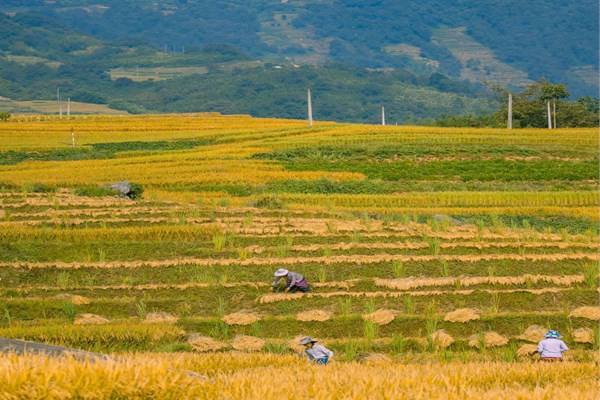 Lào Cai: Thung lũng ruộng bậc thang Thề Pả mùa lúa chín - Anh 1