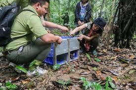 Chính phủ sửa đổi, bổ sung quy định quản lý động thực vật rừng nguy cấp, quý, hiếm - Anh 1