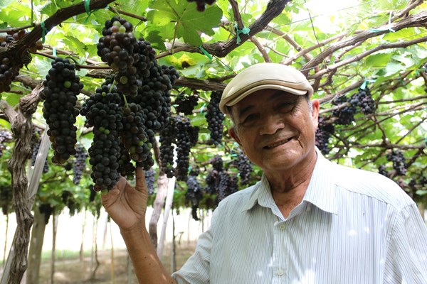 Lão nông Ba Mọi làm nho sạch - Anh 1