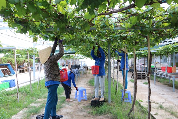 Lão nông Ba Mọi làm nho sạch - Anh 2