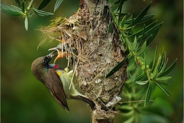 Đến với Khu dự trữ sinh quyển thế giới Kon Hà Nừng - Anh 2