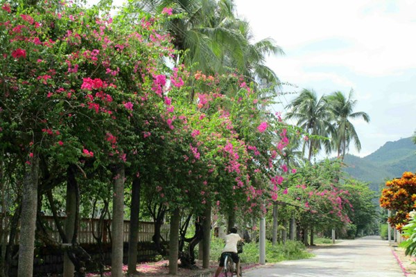 Cuộc sống xanh ở làng phong Quy Hòa - Anh 2