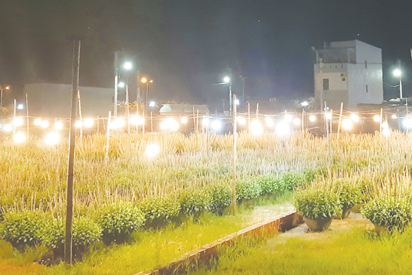 Hy vọng nở trên những luống hoa mùa Tết - Anh 1