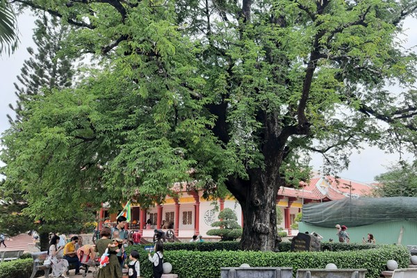 Xử lý nấm, côn trùng cho cây me cổ thụ tại Di tích quốc gia đặc biệt Khu Đền thờ Tây Sơn Tam Kiệt - Anh 1
