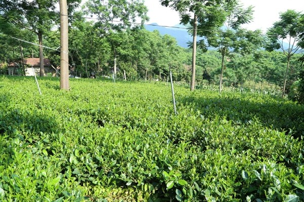 Đoàn kết xây dựng nông thôn mới ở Ba Trại - Anh 1