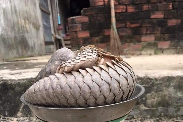 Thả về rừng tê tê quý hiếm mắc lưới hàng rào ở đảo Cù Lao Chàm - Anh 1