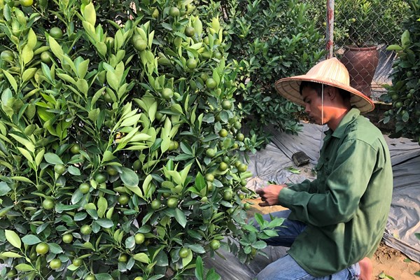 Làng quất Tứ Liên thấp thỏm đợi Tết - Anh 1