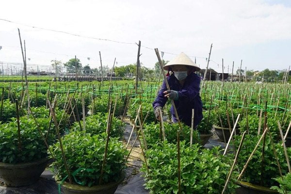 Không khí im lìm tại làng trồng hoa ở Đà Nẵng - Anh 2