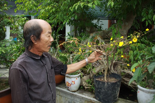 Lão nông xứ Quảng đam mê trồng mai vàng - Anh 1