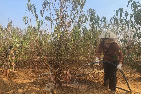 Sắc đào nở rộ tại chợ hoa Quảng An trước thềm năm mới - Anh 10