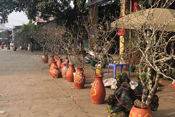 Sắc đào nở rộ tại chợ hoa Quảng An trước thềm năm mới - Anh 2
