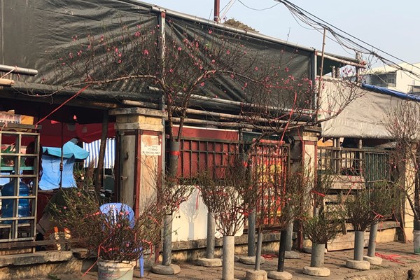 Sắc đào nở rộ tại chợ hoa Quảng An trước thềm năm mới - Anh 3