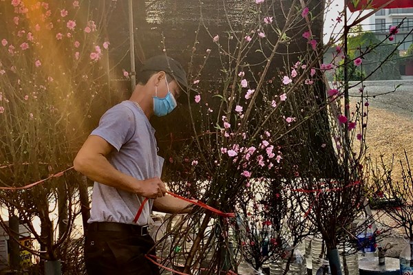 Sắc đào nở rộ tại chợ hoa Quảng An trước thềm năm mới - Anh 5