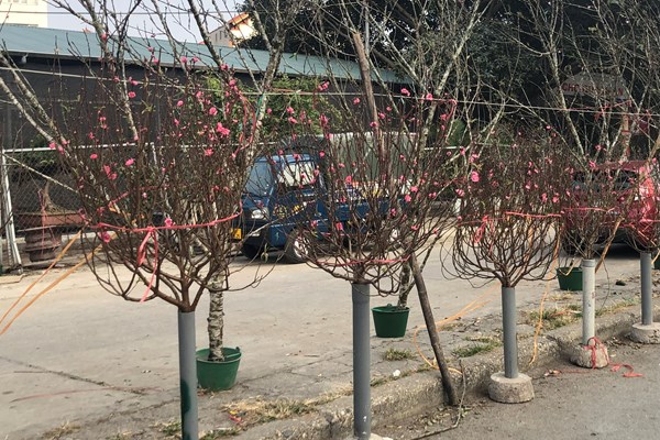 Sắc đào nở rộ tại chợ hoa Quảng An trước thềm năm mới - Anh 6