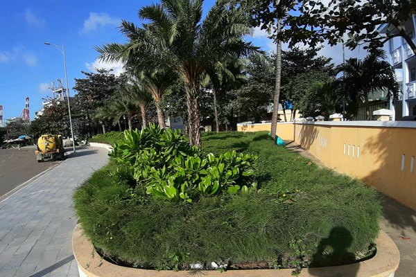Tiếp việc làm vòng xuyến Mũi Tấn “quên bỏ” bồn hoa cũ: Sở Xây dựng Bình Định đề xuất điều chỉnh thành hoa viên - Anh 1
