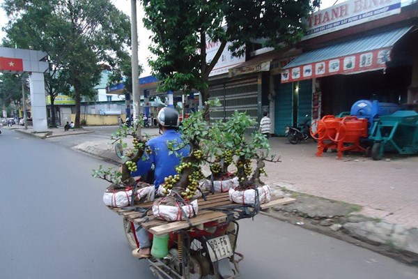 Cảnh giác với cây cảnh dạo - Anh 1