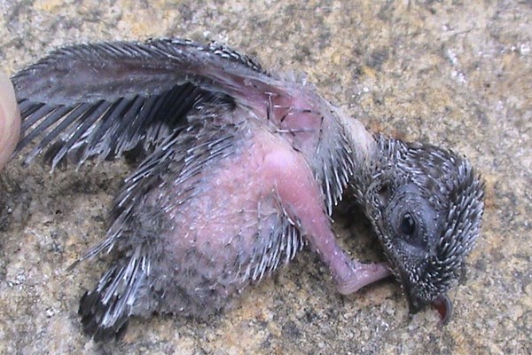 Những “ông bố chăm con” một bề ở đảo Cù Lao Chàm - Anh 2