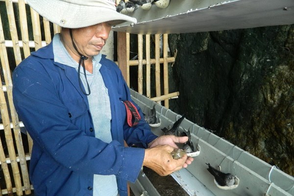 Những “ông bố chăm con” một bề ở đảo Cù Lao Chàm - Anh 3